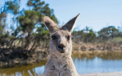 Adventure Lovers’ Destination: Tips for Traveling to Australia
